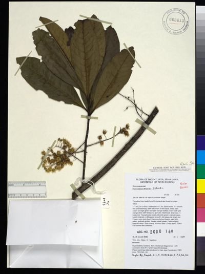 Elaeocarpus altisectus