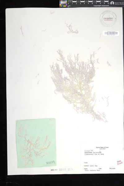 Ganonema farinosum