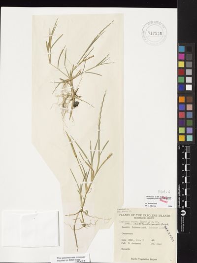 Lepturus repens