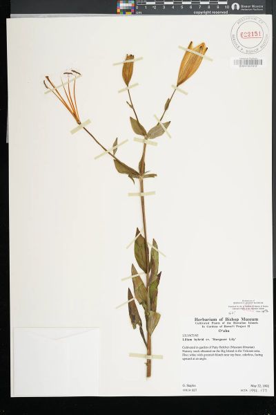 Lilium