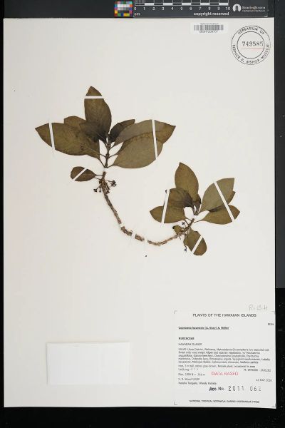 Coprosma kauensis