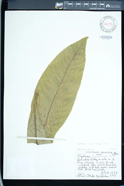 Cyanea fissa