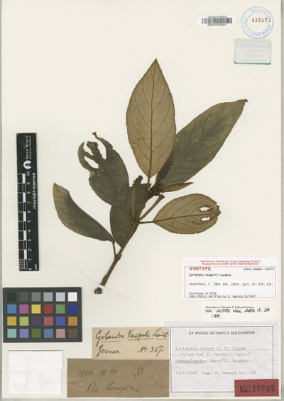 Cyrtandra nitens