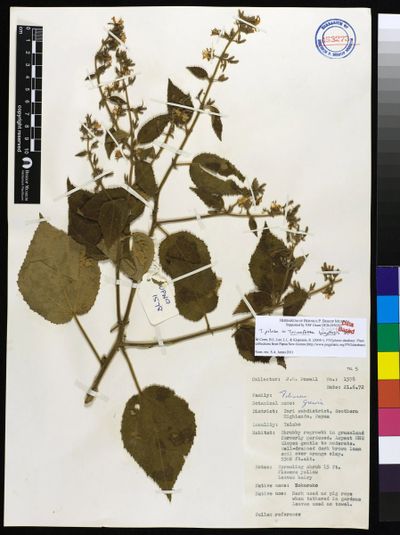 Triumfetta bogotensis
