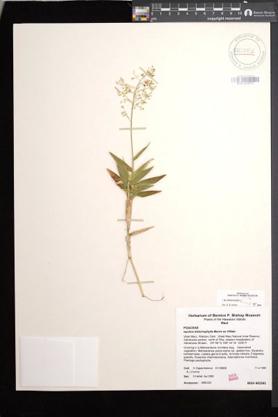 Isachne distichophylla