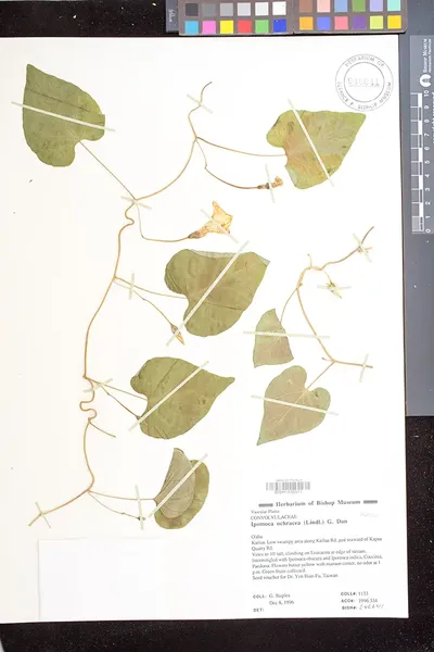 Ipomoea ochracea