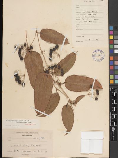 Smilax vitiensis
