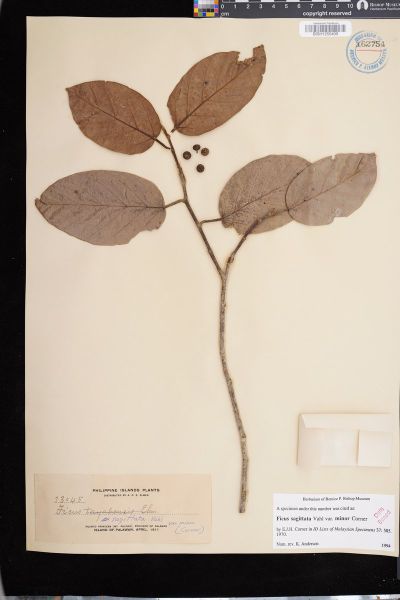 Ficus sagittata