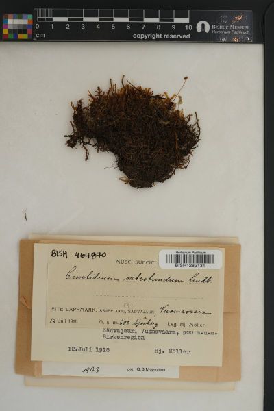 Cinclidium subrotundum