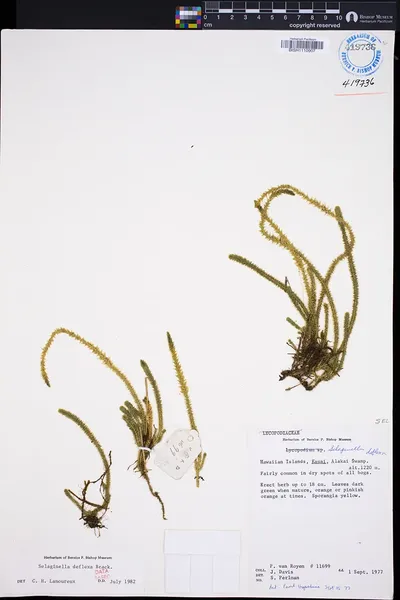 Selaginella deflexa