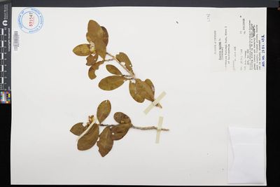 Hugonia mystax