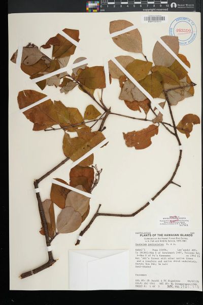 Santalum paniculatum