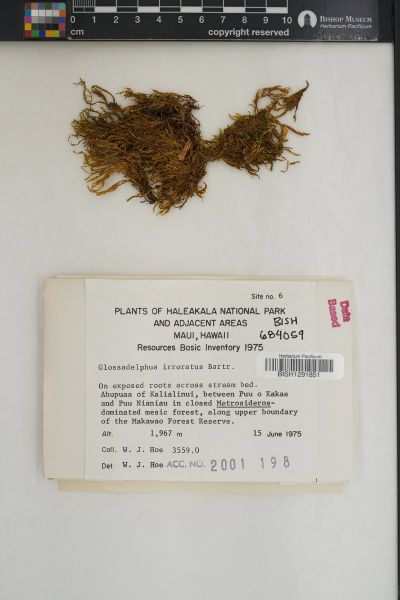 Bryocrumia torrentium