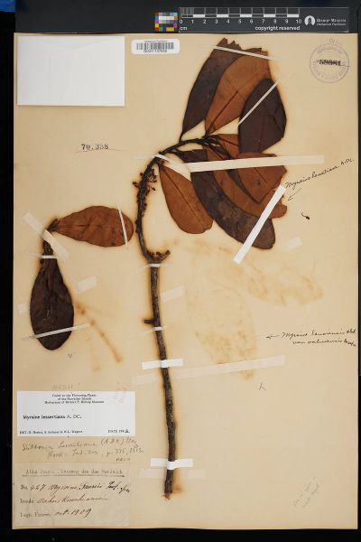 Myrsine lessertiana