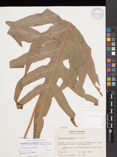 Microsorum scolopendria