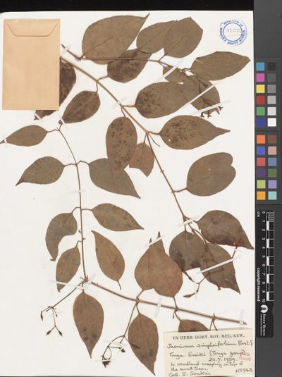 Jasminum simplicifolium
