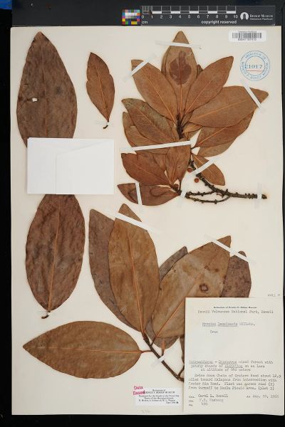 Myrsine lanaiensis