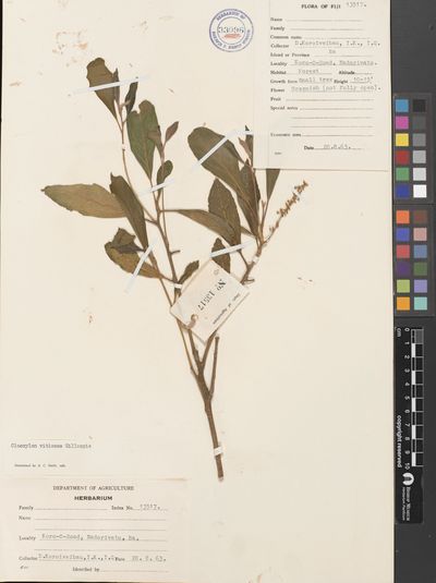 Claoxylon vitiense