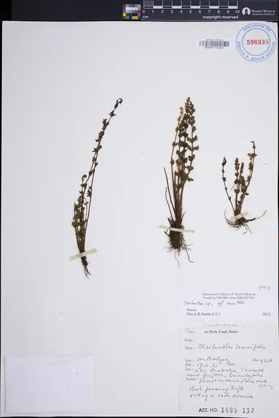 Cheilanthes