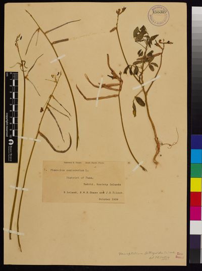 Macroptilium lathyroides