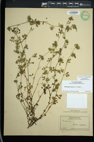 Medicago minima