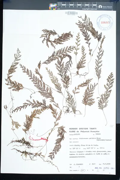 Hymenophyllum pallidum
