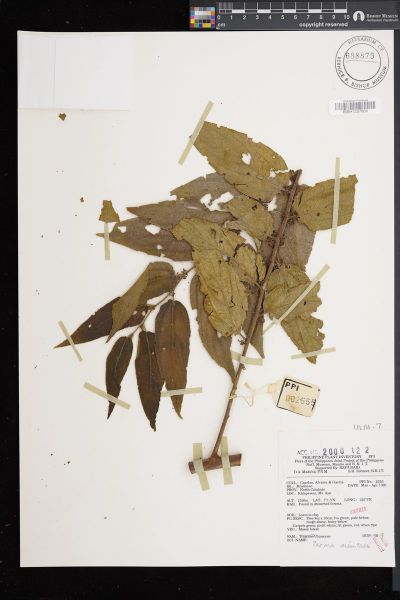 Trema orientale