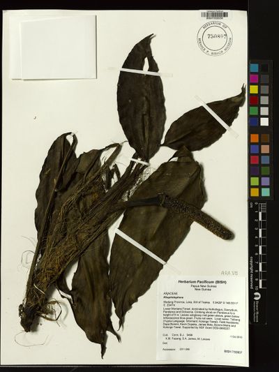 Rhaphidophora