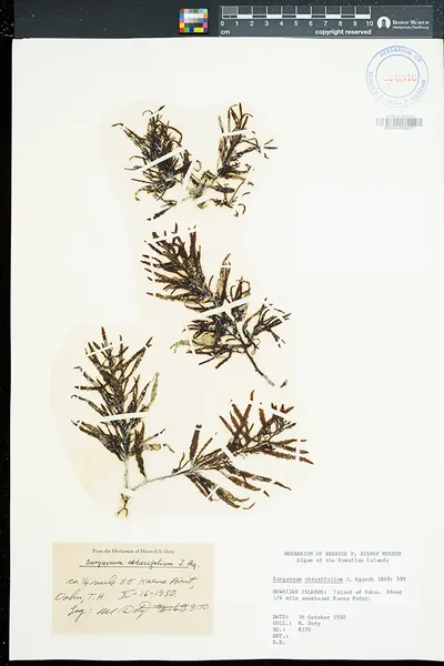 Sargassum obtusifolium
