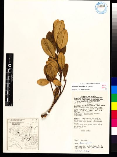 Melicope robbinsii