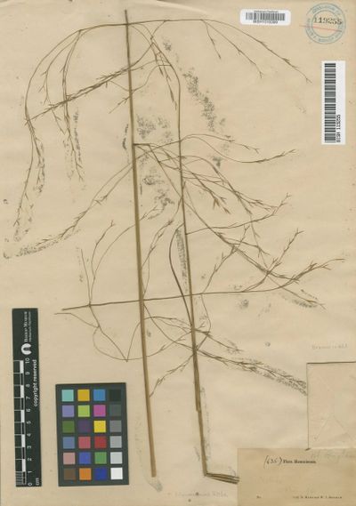 Festuca hawaiiensis