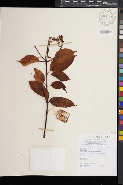 Apocynaceae