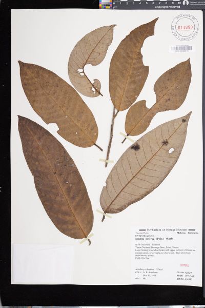 Knema cinerea