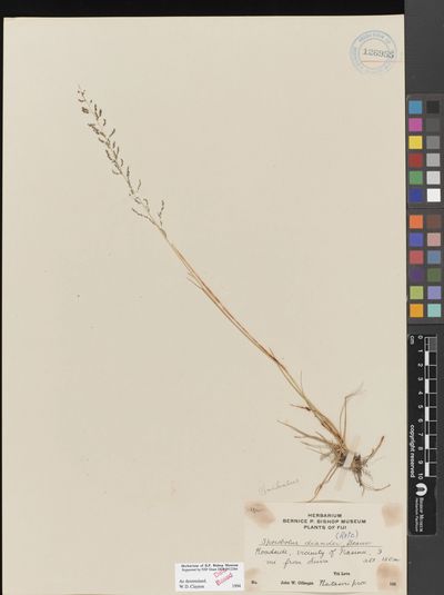 Sporobolus diandrus
