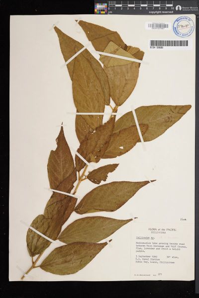 Callicarpa