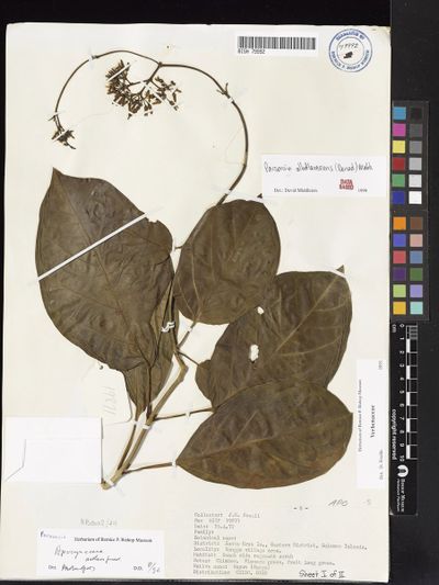 Parsonsia alboflavescens
