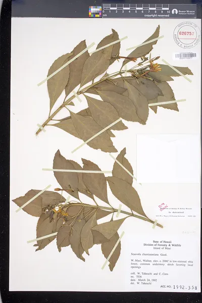 Scaevola chamissoniana