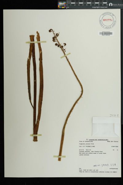 Cycnogeton procerum
