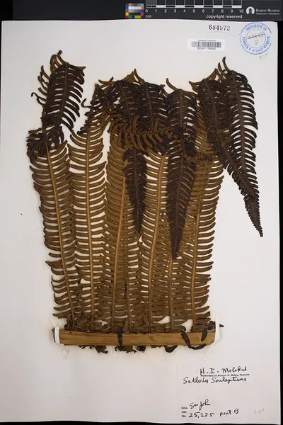 Sadleria souleyetiana