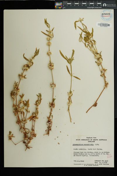 Alternanthera angustifolia