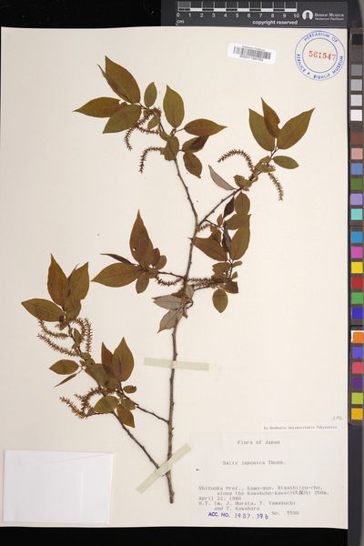 Salix japonica