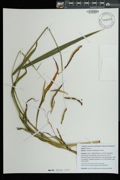 Paspalum fimbriatum