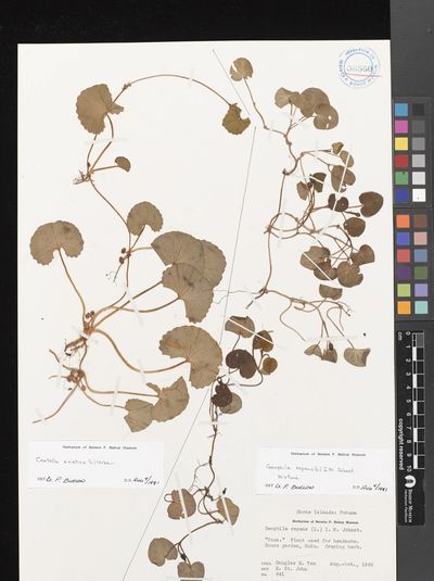 Geophila repens