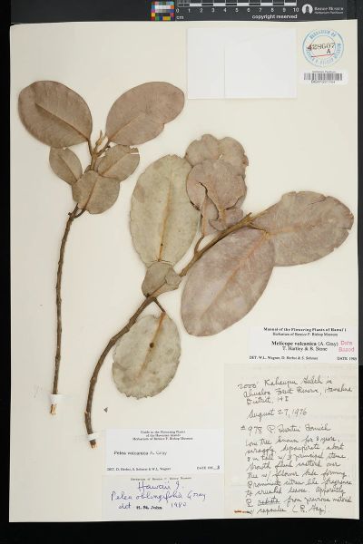 Melicope volcanica