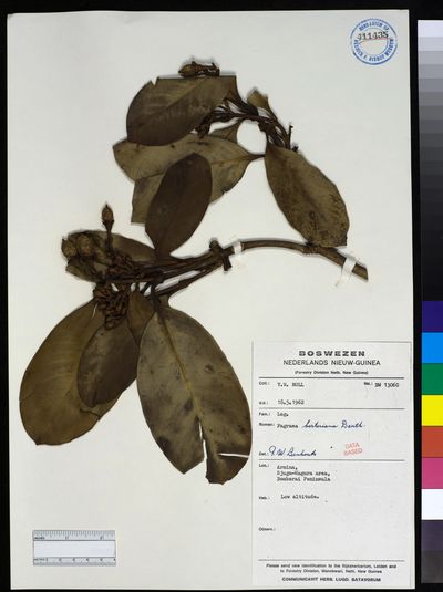 Fagraea berteroana
