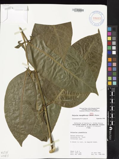 Polyscias macgillivrayi
