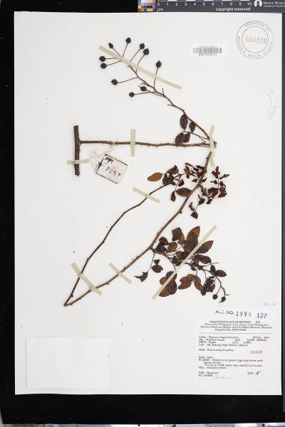 Rubus acuminatissimus