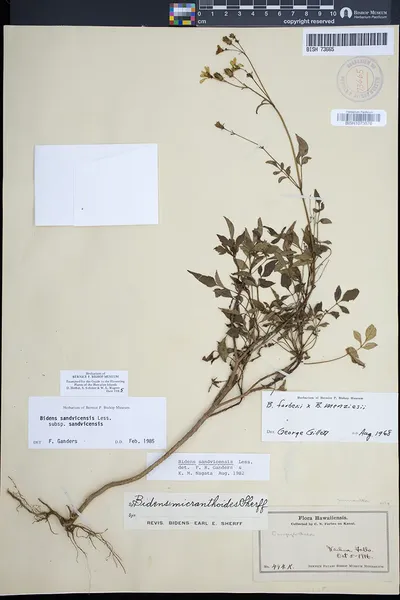 Bidens sandvicensis