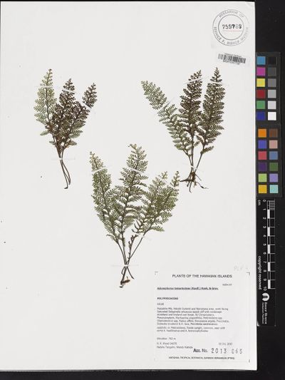Adenophorus tamariscinus