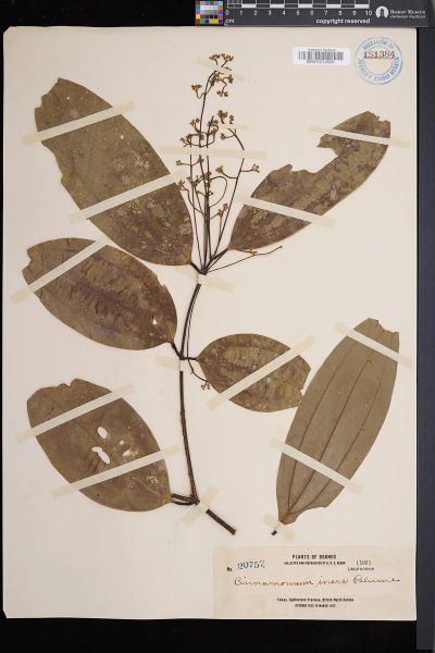Cinnamomum iners